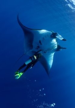 Diving with manta rays