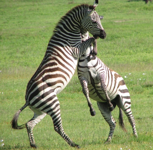 ngorongoro crater