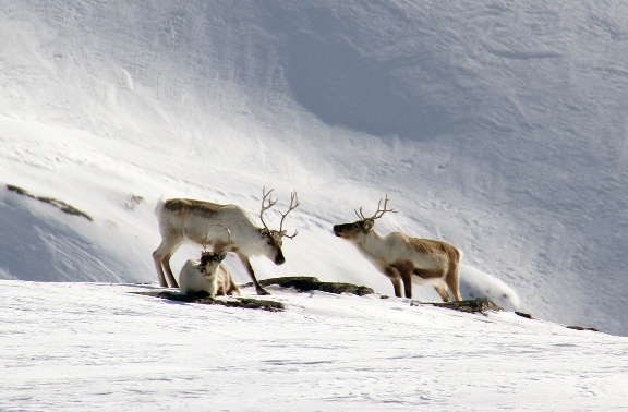 Seeing reindeers