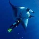 diving-with-manta-rays