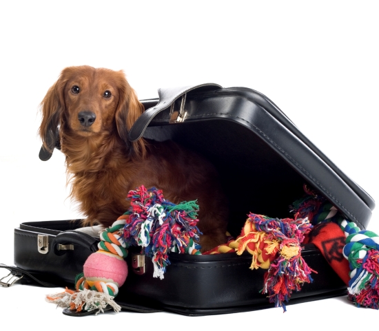 free guide to travelling with your pet