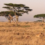 serengeti, tanzania