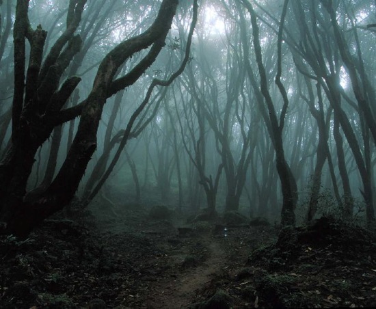 suicide forest, japan