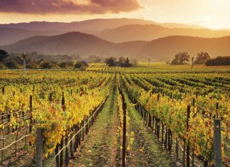 6 Best Things you can do When in Napa Valley