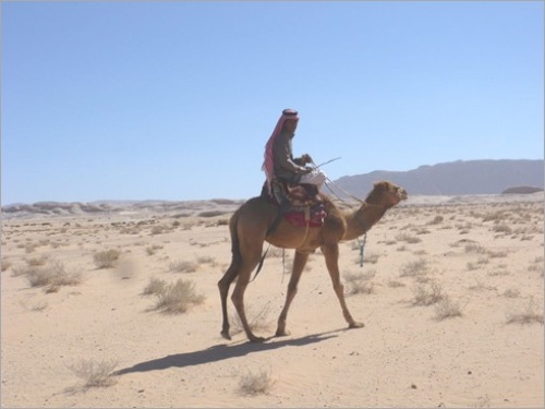 camel back