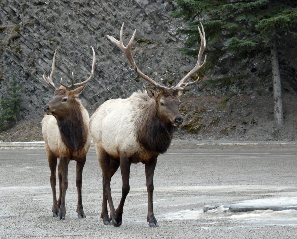 banff canada 26