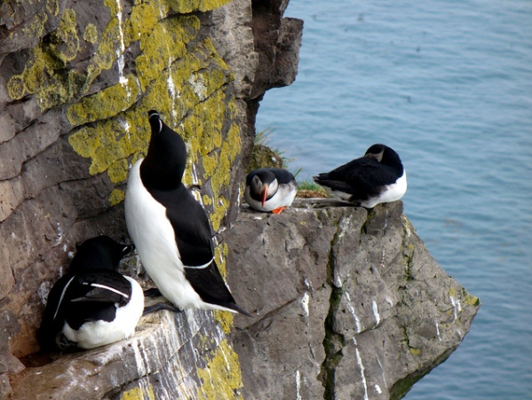 Iceland Látrabjarg
