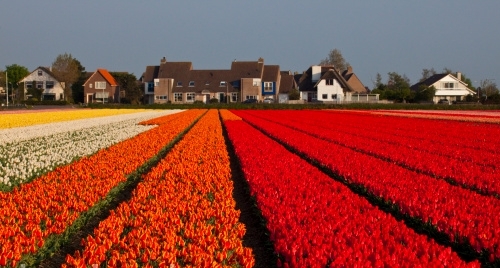 Fabulous Holland