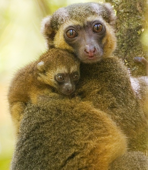 ranomafana national park