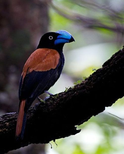 Masoala National Park