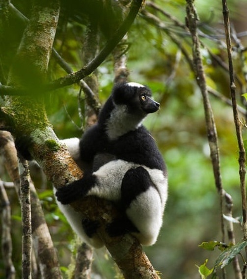 andasibe-mantadia national park madagascar