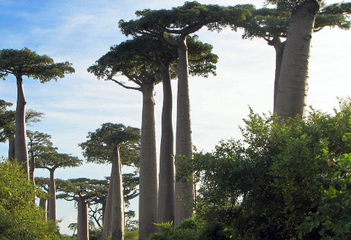 Avenue of the Baobabs
