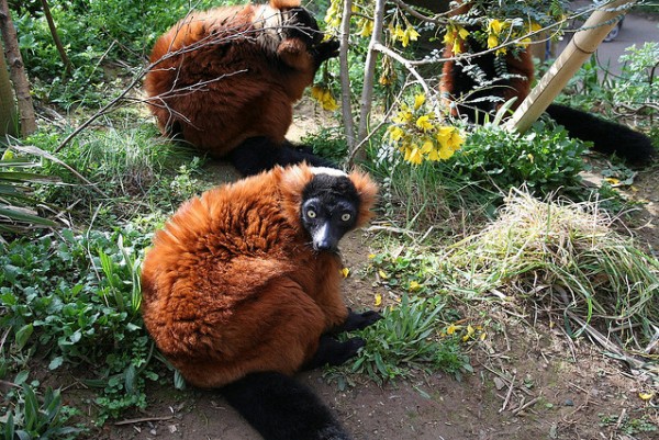 Bristol-Zoo