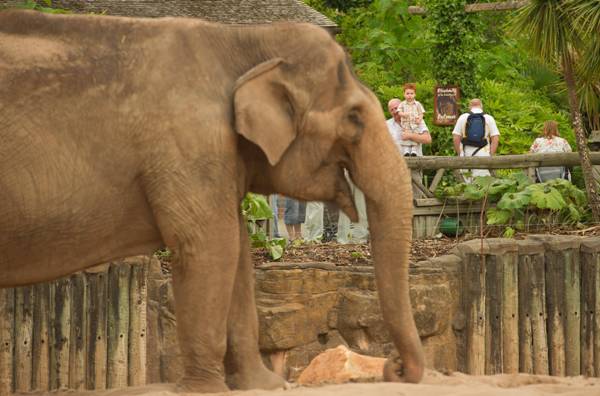 Chester-Zoo