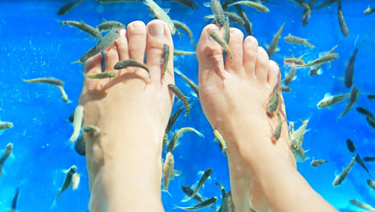 Fish spa pedicure
