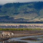 Ngorongoro