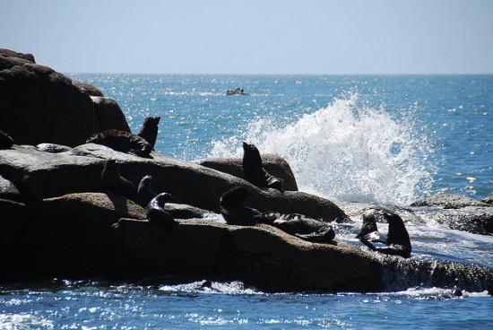 The Sea lion colony