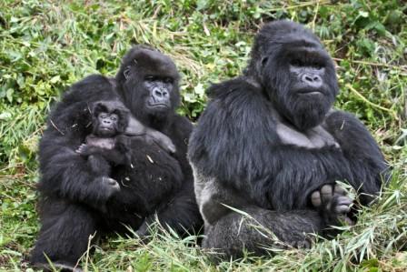 rwanda-gorilla
