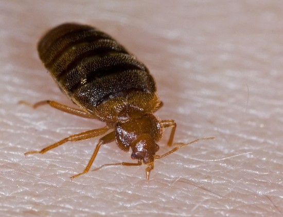 avoid hotel bed bugs